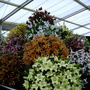 2008_shows_074