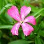 Copy_of_garden_001