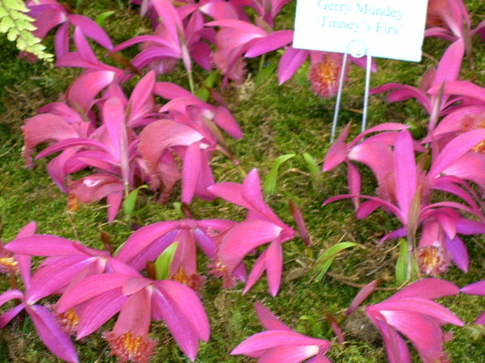 Malvern Spring Show 2008