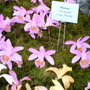 2008_shows_086