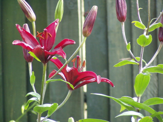 Tiger Lily (L. tigrinum)