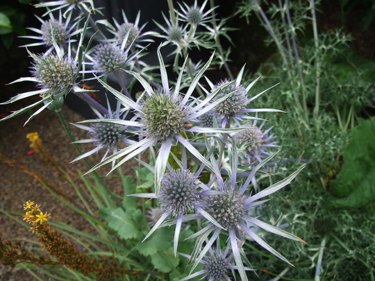A garden flower photo
