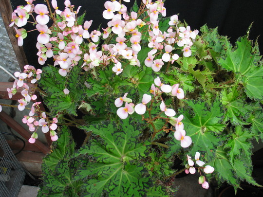 Begonia Shamus