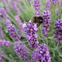 2007_0706harlowcarr20075
