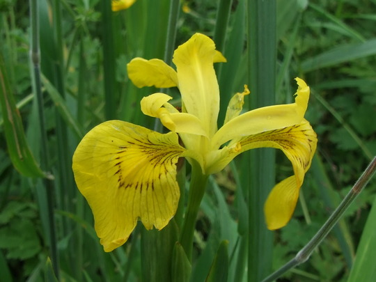 Flag Iris (Iris pseudacorus)