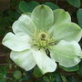Clematis__guernsey_cream__1