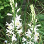 Anthericum_liliago__major_