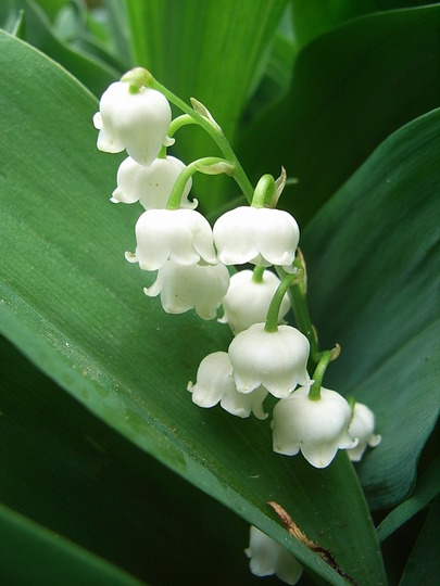 Convallaria majalis - flowers (Convallaria majalis)