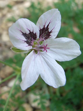 Erodium 'Fellicity' (Erodium 'Fellicity')