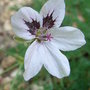 Erodium__felicity_