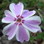 Phlox_divaricata__chattahoochee_