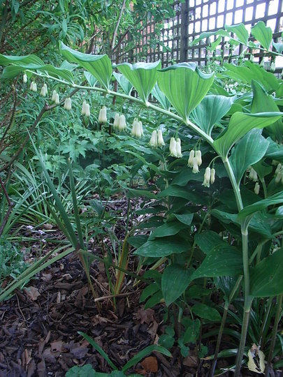 Polygonatum x hybridum (Polygonatum x hybridum)