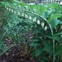 Polygonatum_x_hybridum