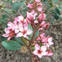 Rhaphiolepis_x_delacourii__coates_crimson_