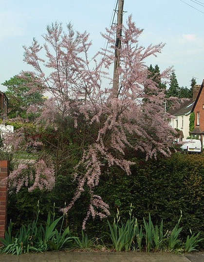 Tamarix tetrandra (Tamarix tetrandra)