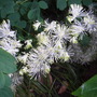 Thalictrum_aquilegiifolium_var_album