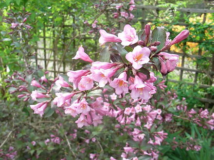 Weigela florida 'Foliis Purpureis' (Weigela florida)