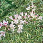 Weigela_florida__variegata_