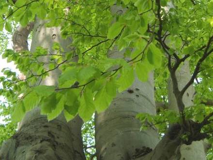What tree?