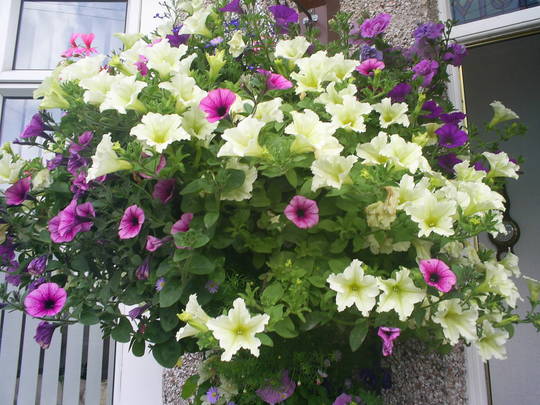 one of lucy's baskets at our front door