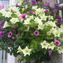 Garden_pics_2007_122
