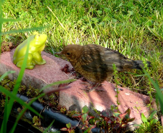 Baby blackbird
