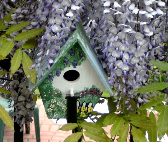 This is my bird house nestling in the Wisteria flowers.