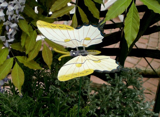 Butterfly in one of my terrace pots.