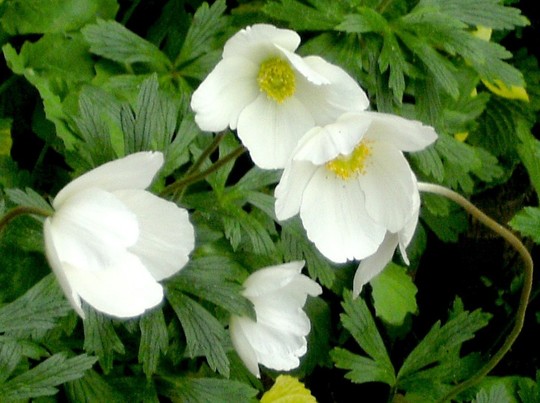 White anemones look so pure.f (Anemone de Caen)