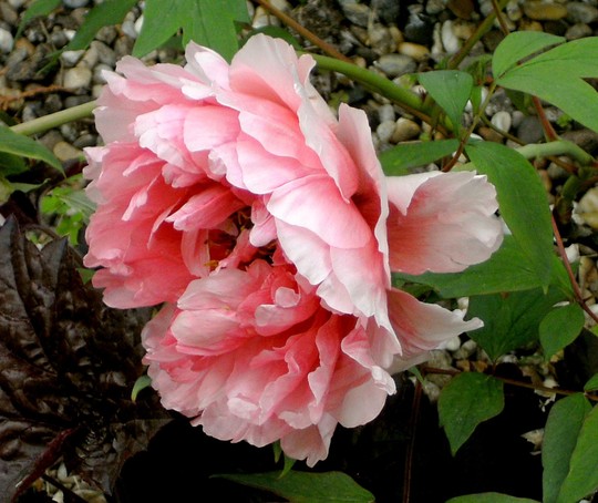 These peony flowers on the tree get bigger every day, They are huge. (Paeonia suffruticosa (Moutan))