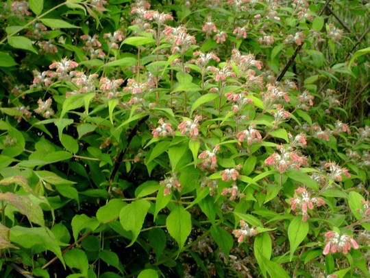 Kolkwitzia shrubs are just coming into bloom. (Kolkwitzia amabilis (American Beauty Bush))