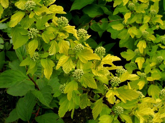 Physocarpus just coming into flower, though with this shrub it is the leaves that are most colourful. (Physocarpus opulifolius (Ninebark))