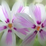 Pict0009_crop_blur