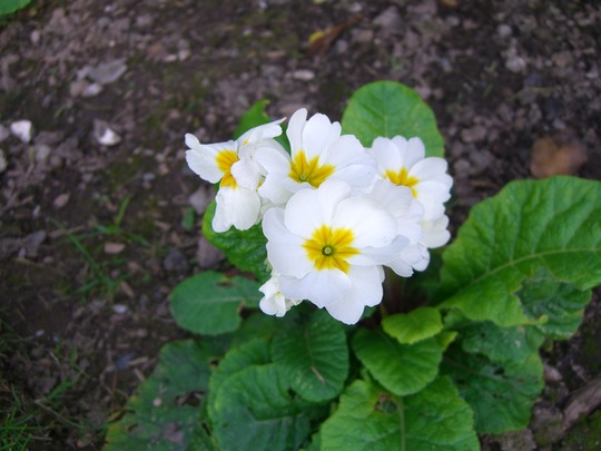 Polyanthus