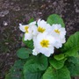 070720_primula