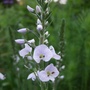Veronica__tissington_white_