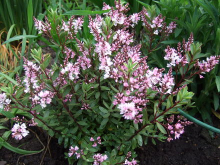 Hebe 'Pink Paradise' (Hebe 'Pink Paradise')
