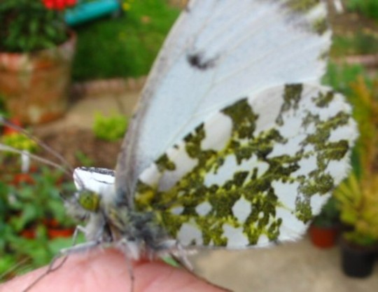 Butterfly