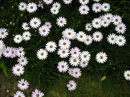A garden flower photo