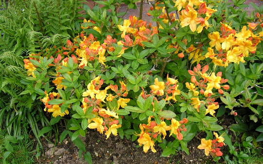 A garden flower photo