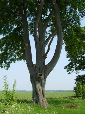 What tree (b)