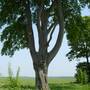 What_tree_b