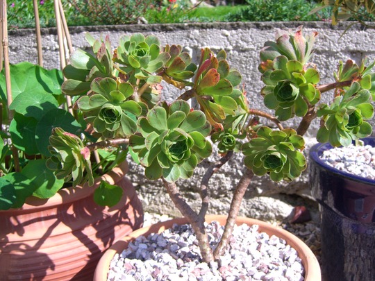 A garden flower photo (Aeonium Manriqueorum)