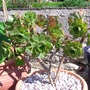 070720_aeonium_manriqueorum