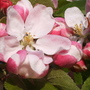 Apple Blossom (Malus)
