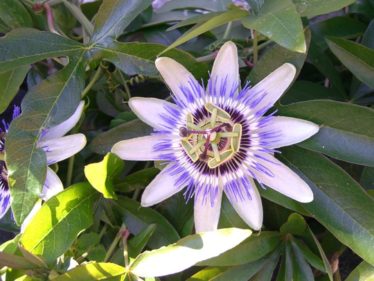 A garden flower photo (Passiflora caerulea)