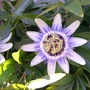 070720_passionflower