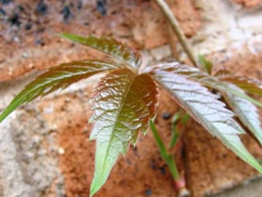 new virginia creeper leaf (Parthenocissus quinquefolia (Virginia creeper))