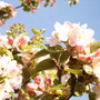 Apple Blossom (Malus)