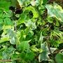 Copy_of_garden_013